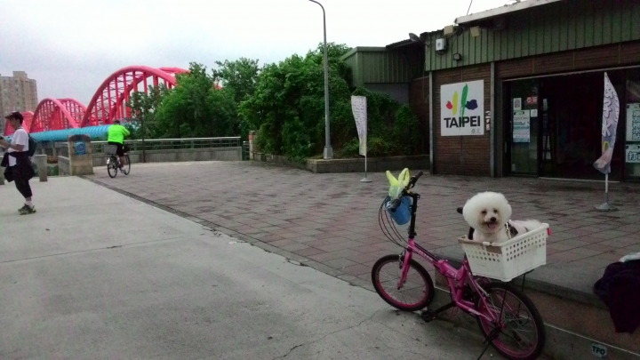 帶著比熊犬騎小摺上貓空尋貓去
