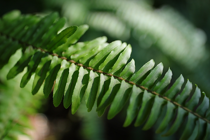 迷人的廣角大光圈之瞳！Zeiss Milvus 1.4/25 評測