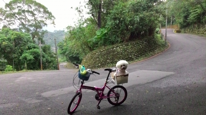 帶著比熊犬騎小摺上貓空尋貓去