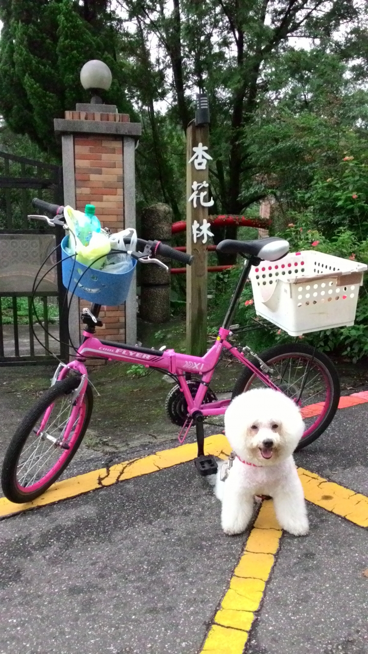 帶著比熊犬騎小摺上貓空尋貓去