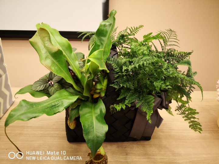 全球首款AI晶片HUAWEI Mate10/Mate10 Pro 體驗心得