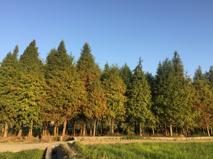 霧峰區舊正的落羽松林-極短篇