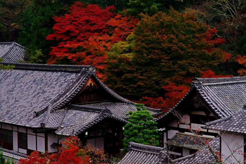 三小定焦楓京都