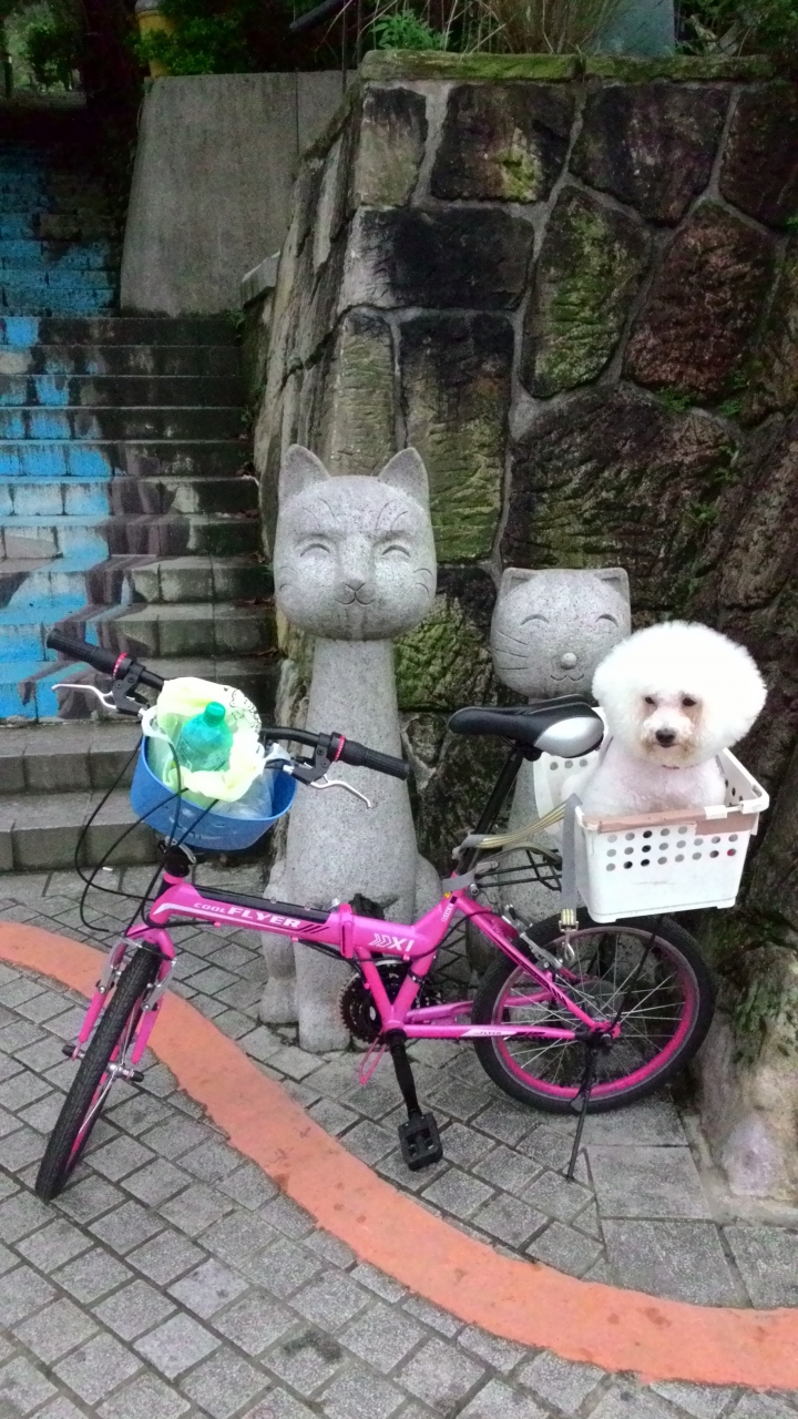 帶著比熊犬騎小摺上貓空尋貓去