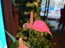 原來這就是HTC和索尼不做雙攝的原因