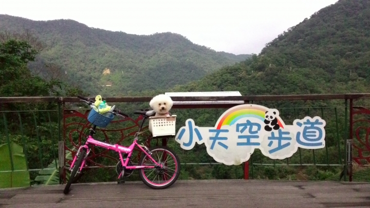 帶著比熊犬騎小摺上貓空尋貓去