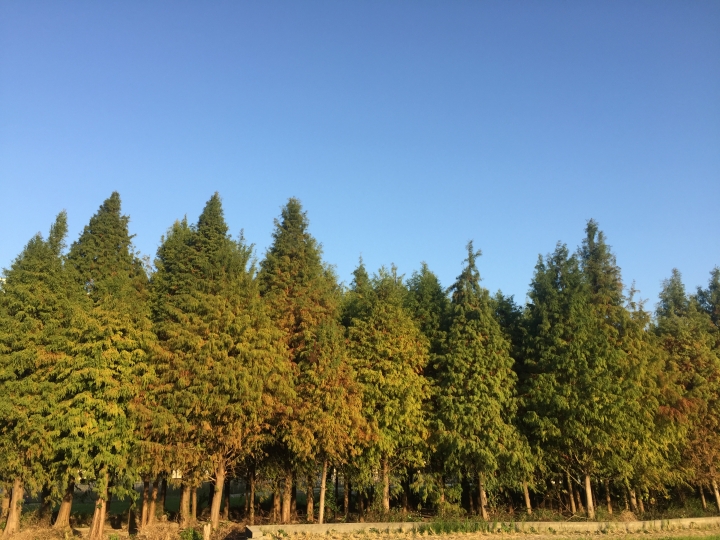 霧峰區舊正的落羽松林-極短篇