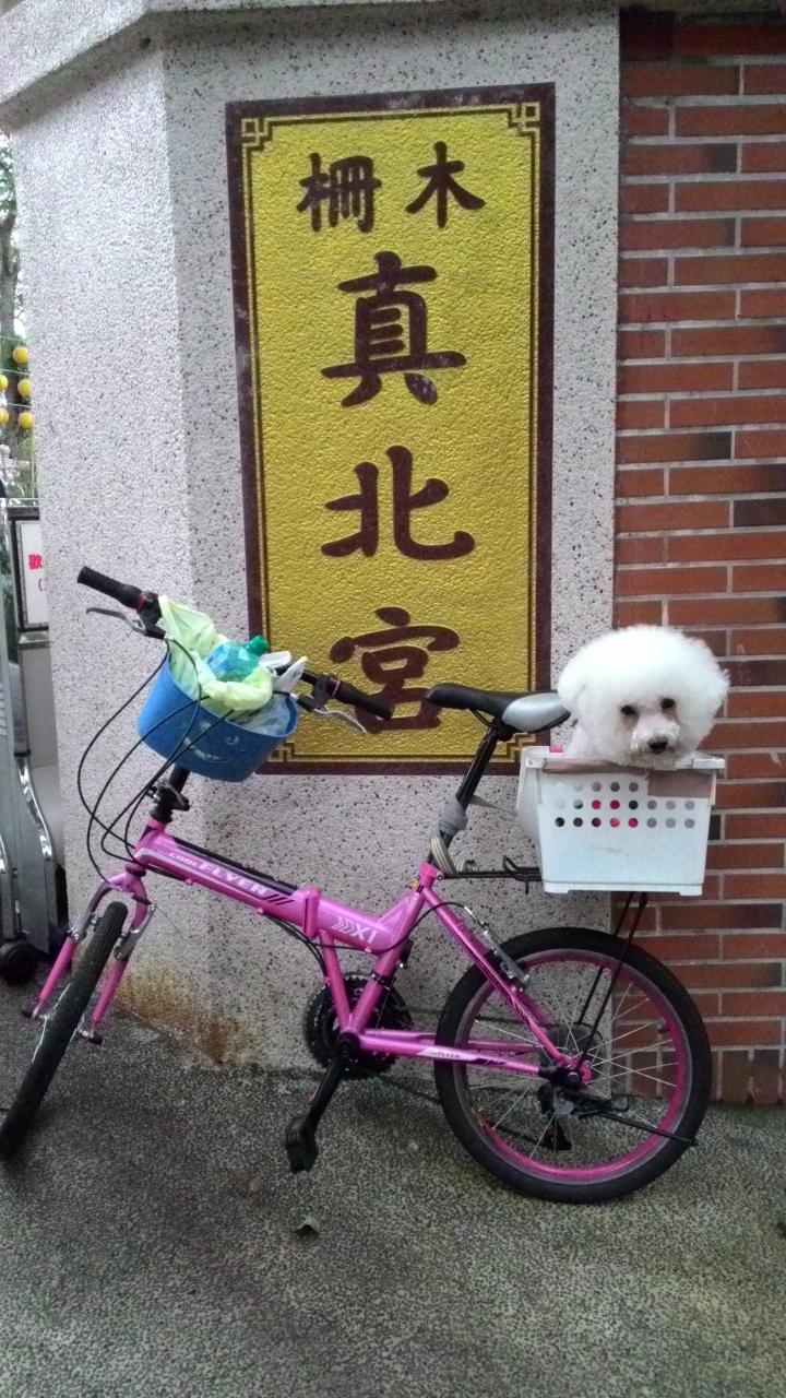 帶著比熊犬騎小摺上貓空尋貓去