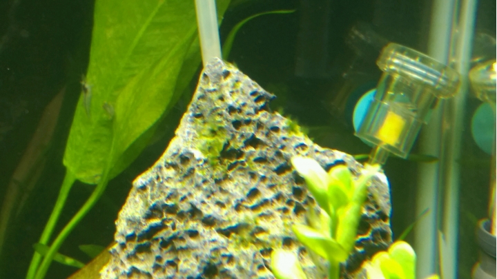 請問各位大大,魚缸爆絲藻怎麼辦?