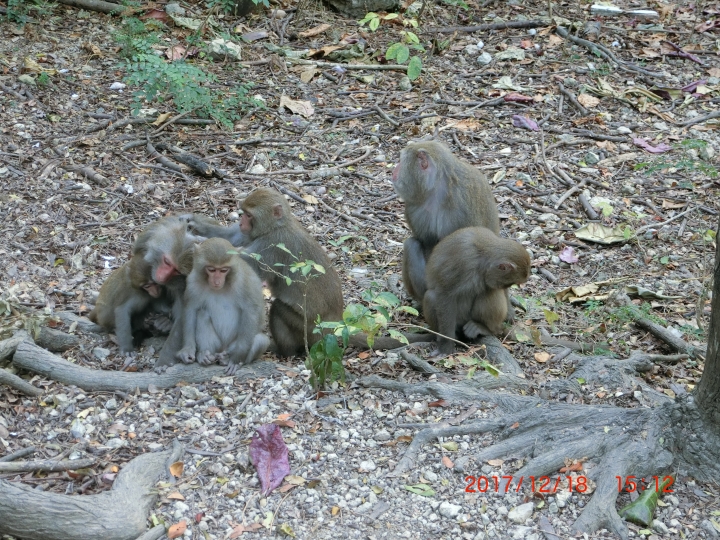 1061218 柴山(#77)秘境 大猴洞探險