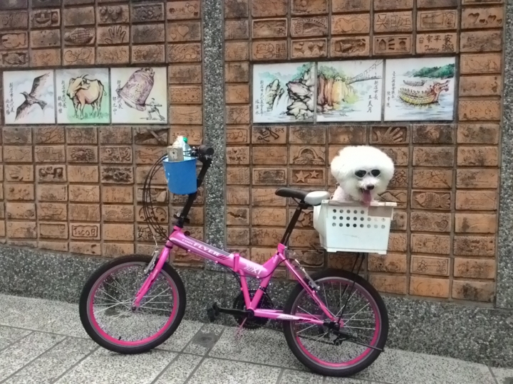 帶著比熊犬騎小摺上貓空尋貓去