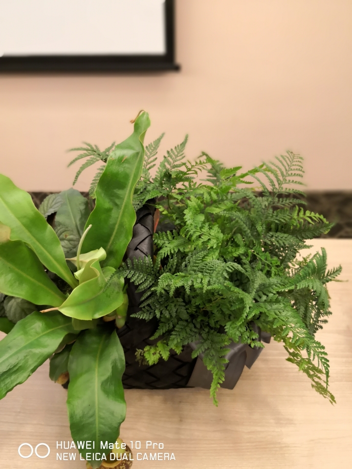華為mate10體驗會上手(內附與mate 9 拍照對比)