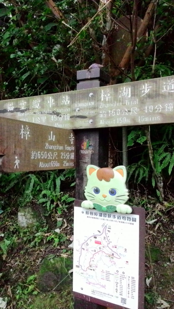 帶著比熊犬騎小摺上貓空尋貓去