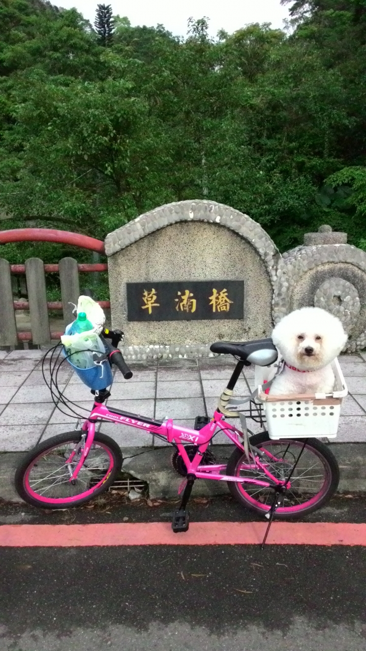 帶著比熊犬騎小摺上貓空尋貓去
