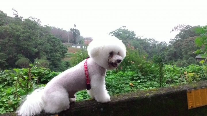 帶著比熊犬騎小摺上貓空尋貓去
