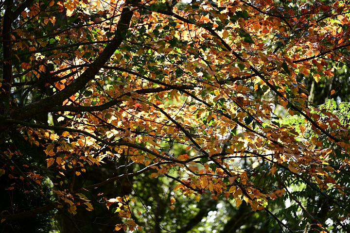Nikon D850 + 小黑七 實拍照片 Nikon D850 + 小黑七 實拍照片