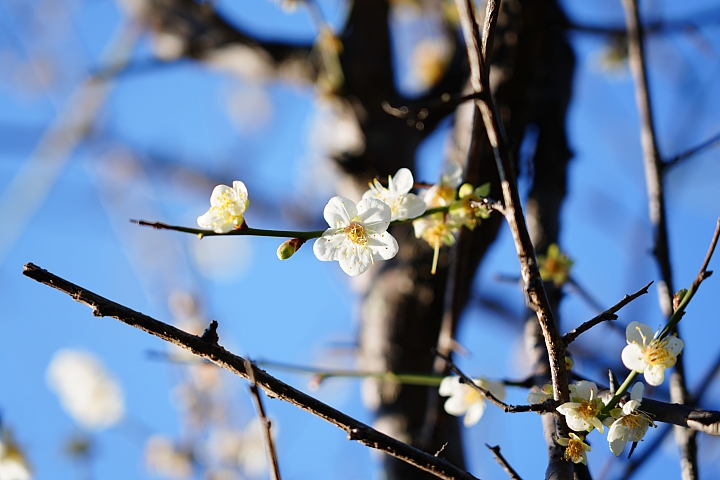 物有所值!Sony FE 24-105 mm F4 G OSS‧旅遊鏡評測(Canon、Nikon、Sigma 同場較勁!)