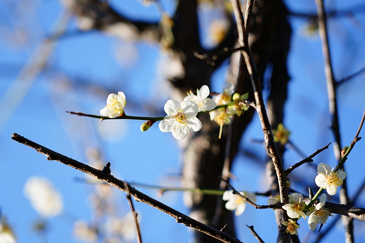 物有所值！Sony FE 24-105 mm F4 G OSS‧旅遊鏡評測（Canon、Nikon、Sigma 同場較勁！）