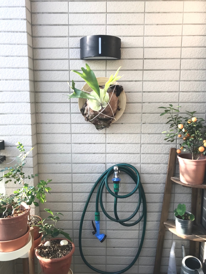 【開箱】超低預算北歐風 宜家就是我家 (2018/1/26 新增陽台露台植栽)