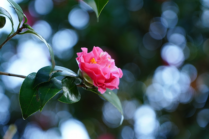 物有所值!Sony FE 24-105 mm F4 G OSS‧旅遊鏡評測(Canon、Nikon、Sigma 同場較勁!)