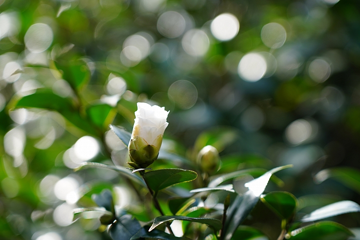 物有所值!Sony FE 24-105 mm F4 G OSS‧旅遊鏡評測(Canon、Nikon、Sigma 同場較勁!)