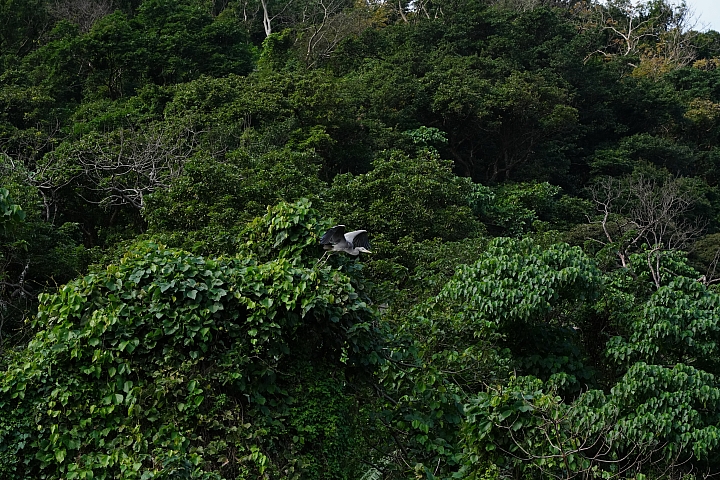 物有所值!Sony FE 24-105 mm F4 G OSS‧旅遊鏡評測(Canon、Nikon、Sigma 同場較勁!)