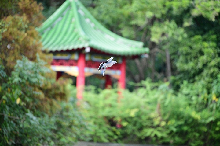 Nikon D850 + 小黑七 實拍照片 Nikon D850 + 小黑七 實拍照片