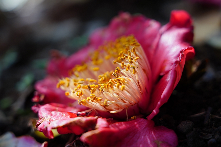 物有所值!Sony FE 24-105 mm F4 G OSS‧旅遊鏡評測(Canon、Nikon、Sigma 同場較勁!)