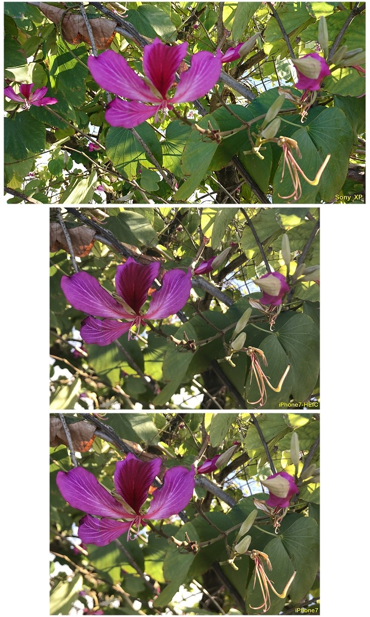 (分享)不會駛船嫌溪彎 - 升級IOS11_iPhon7 HEIC格式(2019更新)