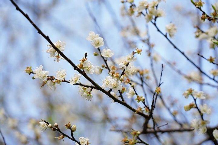 物有所值!Sony FE 24-105 mm F4 G OSS‧旅遊鏡評測(Canon、Nikon、Sigma 同場較勁!)
