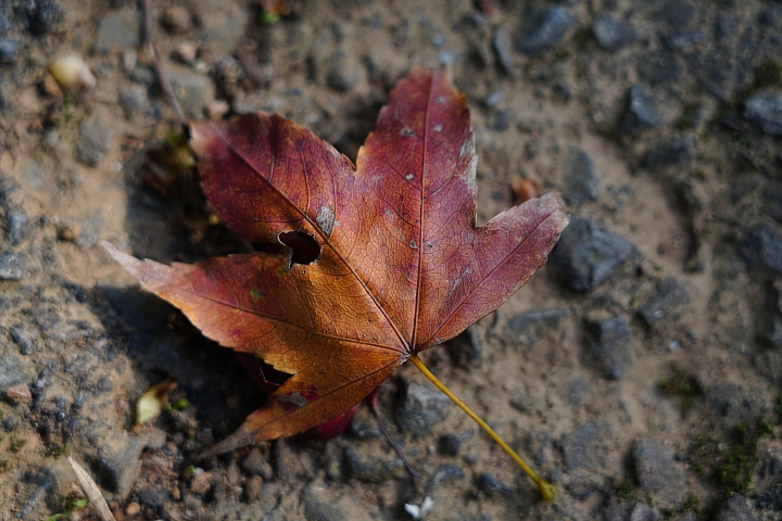 物有所值!Sony FE 24-105 mm F4 G OSS‧旅遊鏡評測(Canon、Nikon、Sigma 同場較勁!)