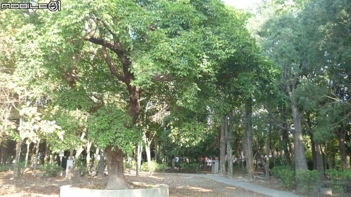 林內農田水利園區及九芎落羽松秘境~