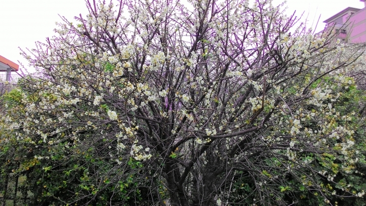 尋梅之旅-九份二山(新增梅花區-雙十國中)