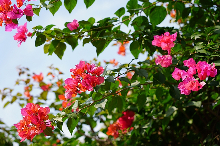 物有所值!Sony FE 24-105 mm F4 G OSS‧旅遊鏡評測(Canon、Nikon、Sigma 同場較勁!)