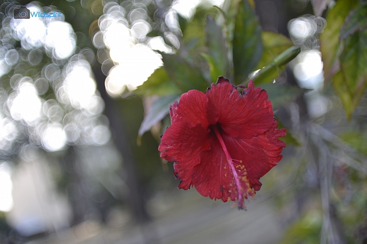 40年的人文鏡【TAMRON Adaptall 24mm f/ 2.5 (CW-24)】