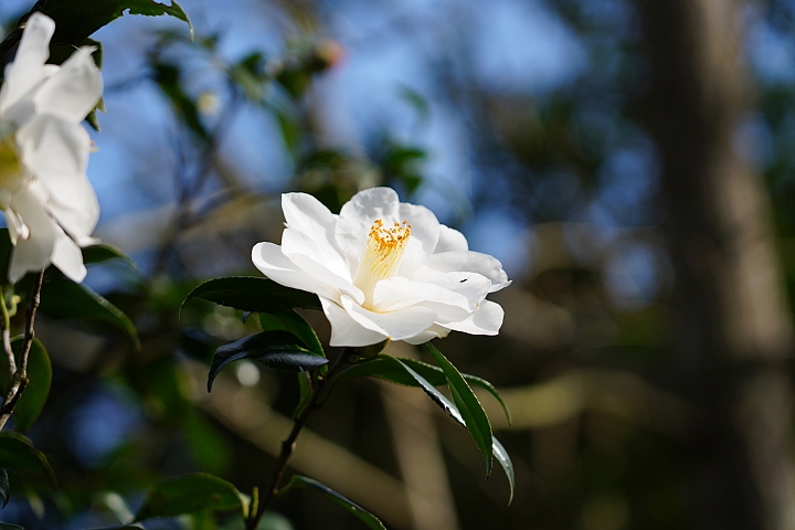 物有所值!Sony FE 24-105 mm F4 G OSS‧旅遊鏡評測(Canon、Nikon、Sigma 同場較勁!)