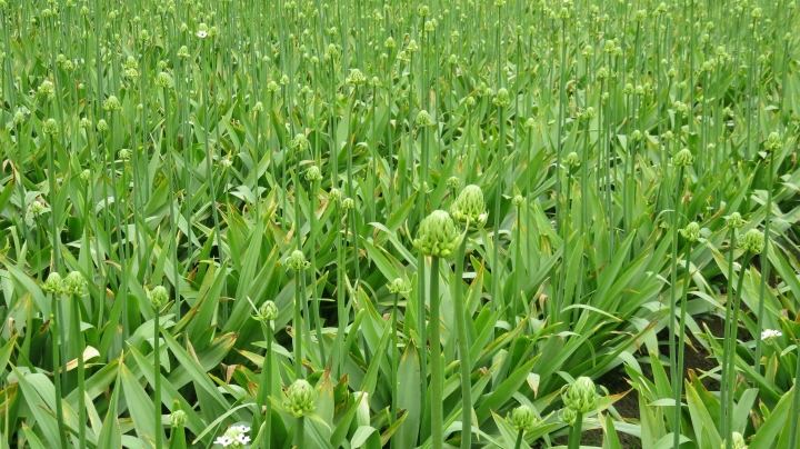 347回1070120龍貓隧道‧繽紛忘憂谷