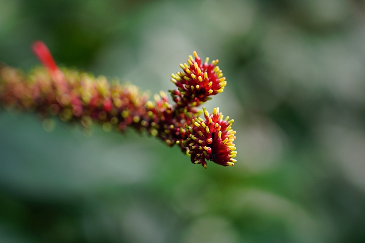 物有所值!Sony FE 24-105 mm F4 G OSS‧旅遊鏡評測(Canon、Nikon、Sigma 同場較勁!)