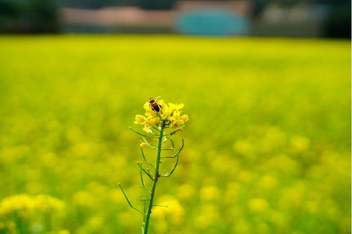 Samyang AF 35mm F1.4 (FE)微開箱