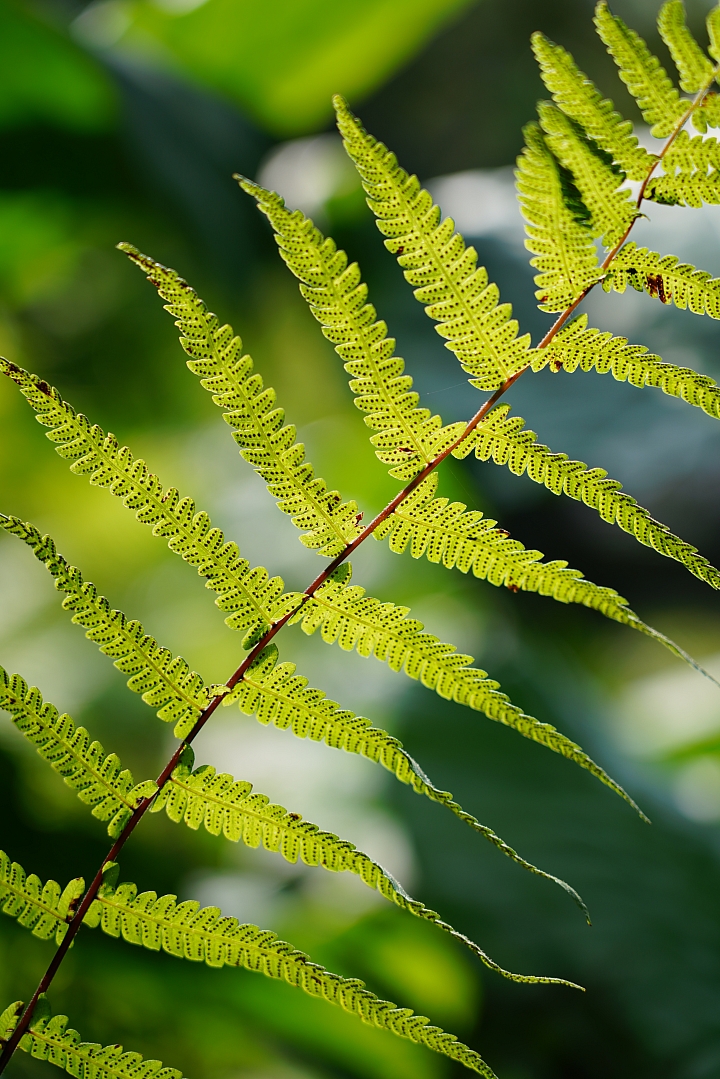 物有所值!Sony FE 24-105 mm F4 G OSS‧旅遊鏡評測(Canon、Nikon、Sigma 同場較勁!)