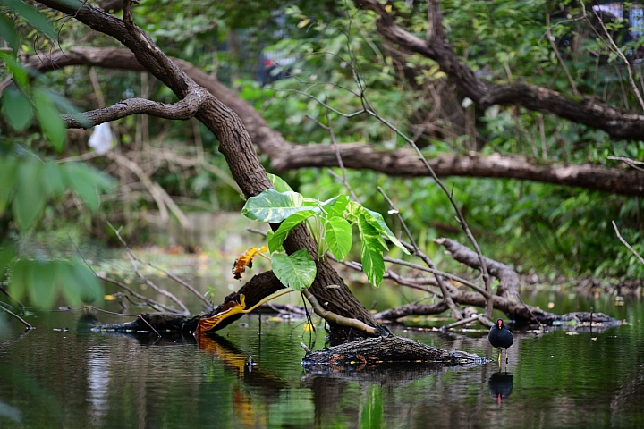 Nikon D850 + 小黑七 實拍照片 Nikon D850 + 小黑七 實拍照片