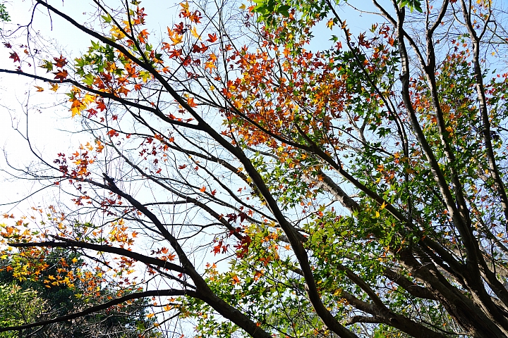 物有所值!Sony FE 24-105 mm F4 G OSS‧旅遊鏡評測(Canon、Nikon、Sigma 同場較勁!)