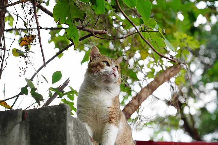 物有所值!Sony FE 24-105 mm F4 G OSS‧旅遊鏡評測(Canon、Nikon、Sigma 同場較勁!)