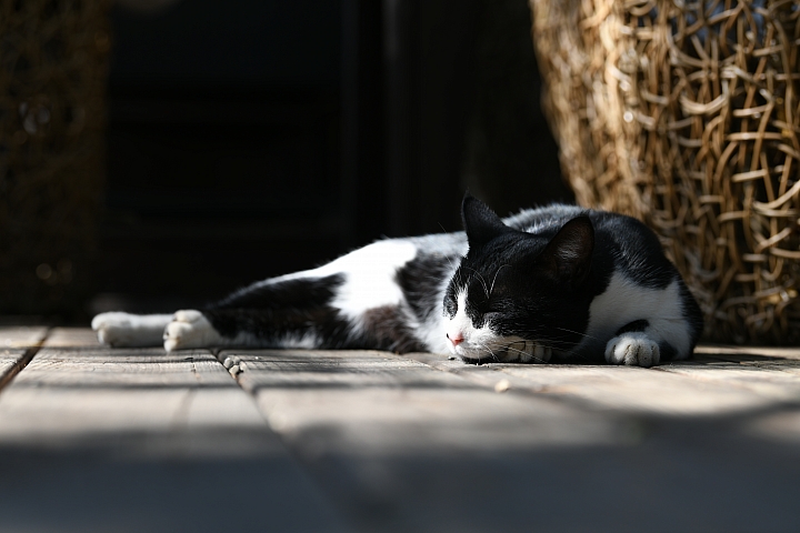 Nikon D850 + 小黑七 實拍照片 Nikon D850 + 小黑七 實拍照片