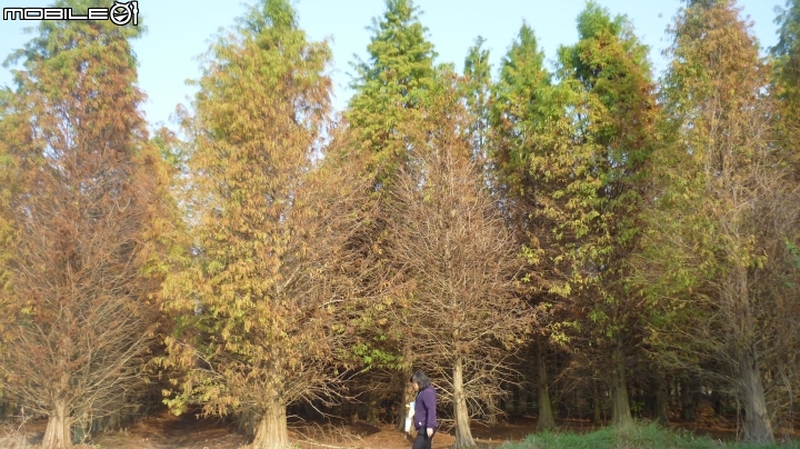 林內農田水利園區及九芎落羽松秘境~