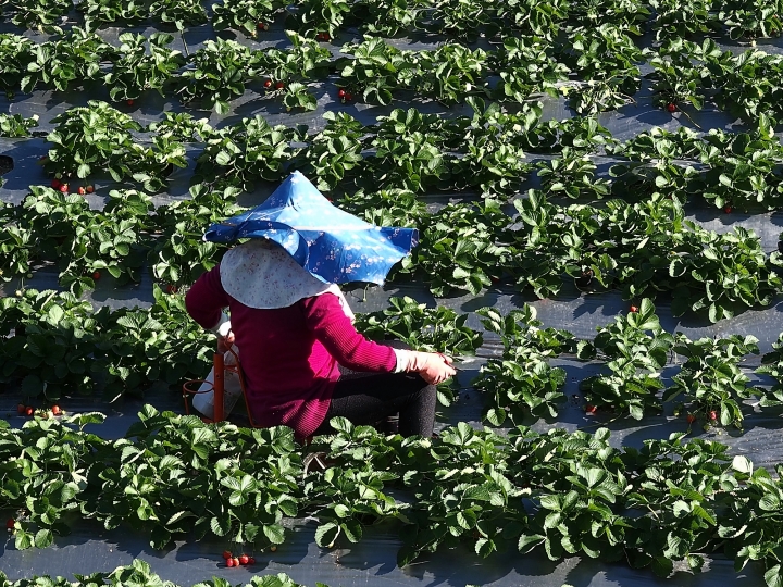 苗栗 大湖 草莓文化館與羅福星紀念館