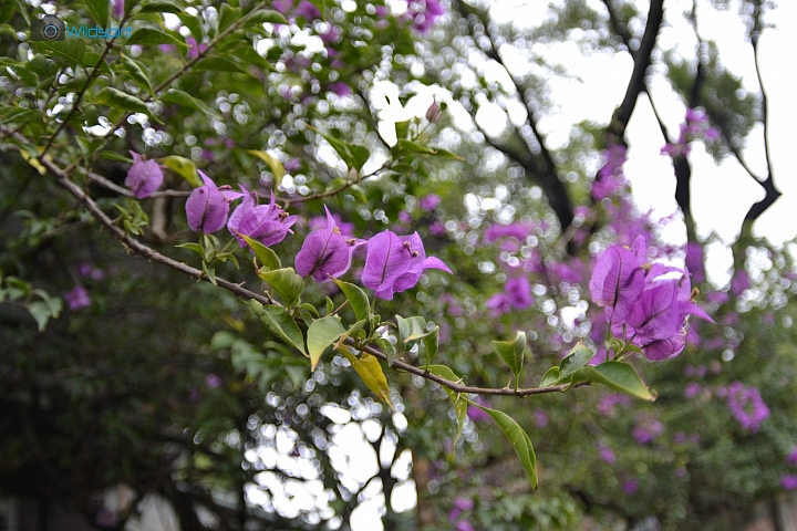 蘇俄隨身小魚眼【ZENITAR 16mm f/2.8】ver.2015
