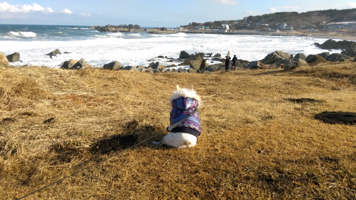 2018.01.19-02.07日本流浪20天(完)