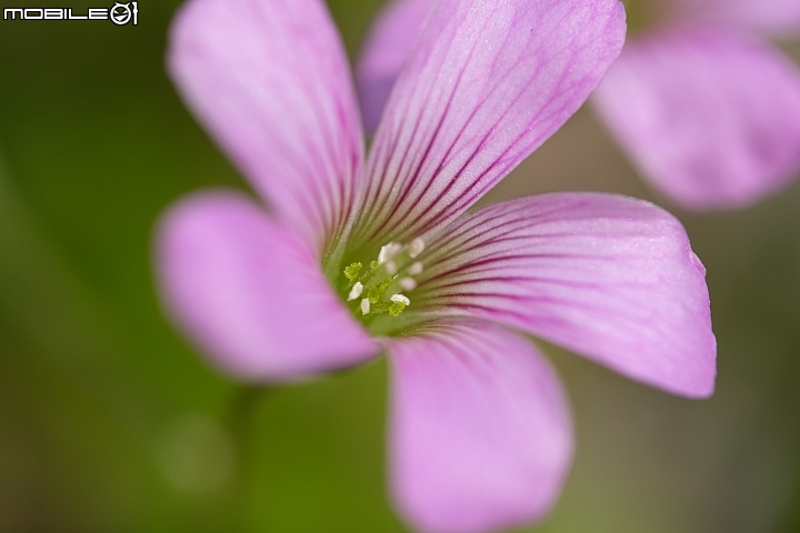 Fujifilm XF 80mm f/2.8R Marco 微距鏡皇開箱分享