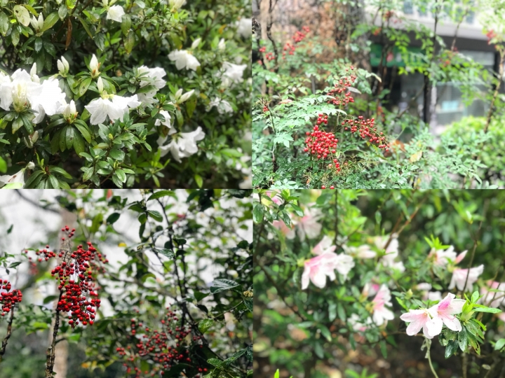 新北三峽二日遊~老街+大板根
